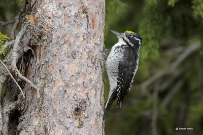 Three-toed Woodpecker