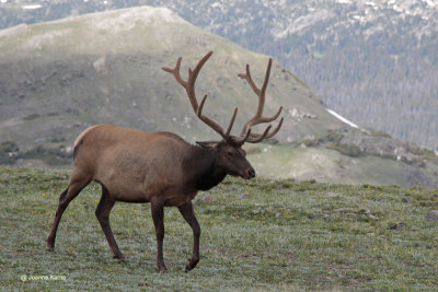 Elk