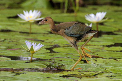 Purple Gallinule juve