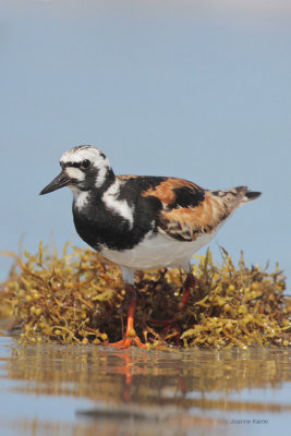 Ruddy Turnstone