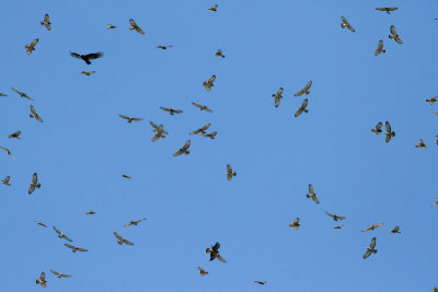 Broad-winged Hawk Migration