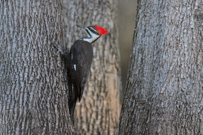 Pileatd Woodpecker