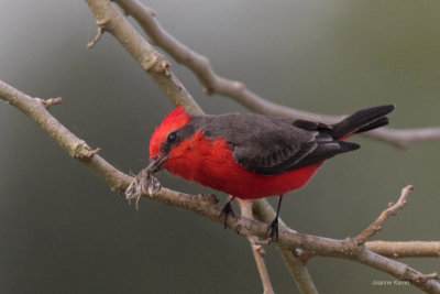 Vermillion Flycatcher and Moth