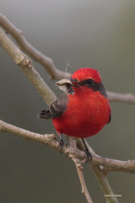 Vermillion Flycatcher and Moth