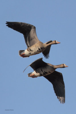 Greater White-fronted Geese