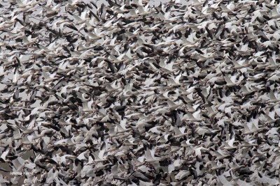 Snow Geese