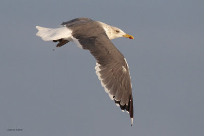 Lesser Black-backed Gull