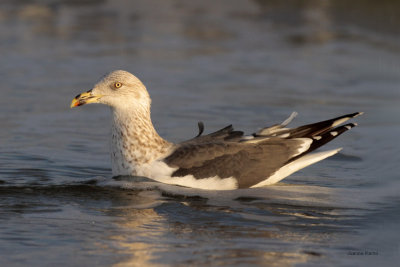 Lesser Black-backed Gull