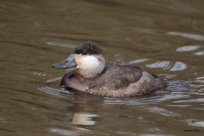 Ruddy Duck