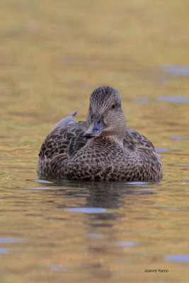 Gadwall