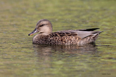 Gadwall