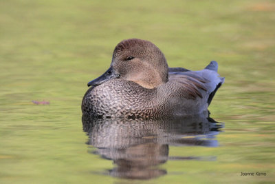 Gadwall