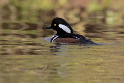 Hooded Merganser