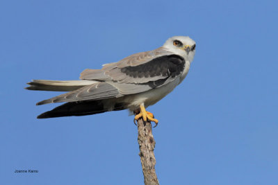 White-tailed Kite