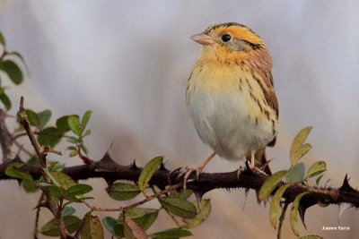 LeConte's Sparrow