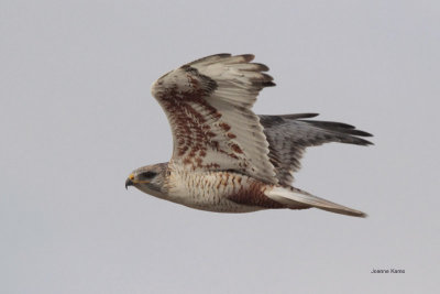 Ferruginous Hawk