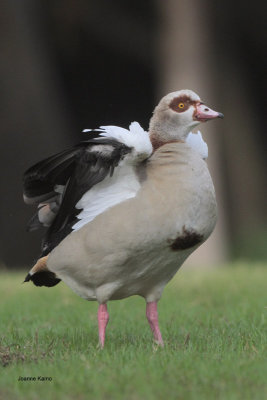 Egyptian Goose