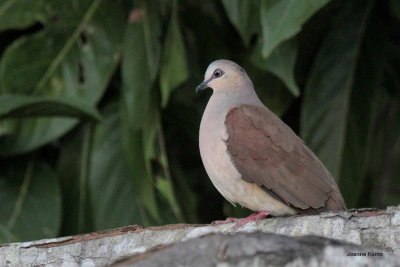 gray-fronted_dove