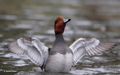 Redhead