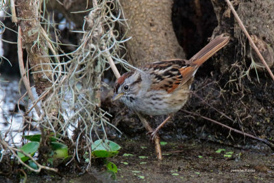 Swamp Sparrow