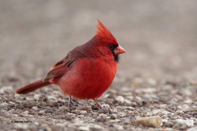 Northern Cardinal