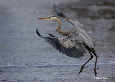 Great Blue Heron