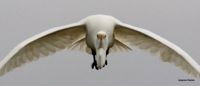 Great Egret