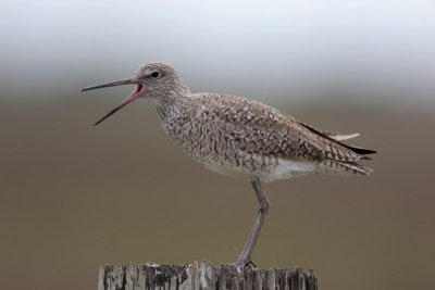 Willet