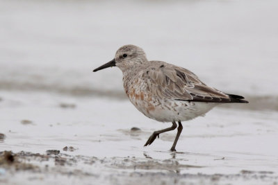 Red Knot