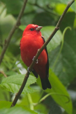 Scarlet Tanager