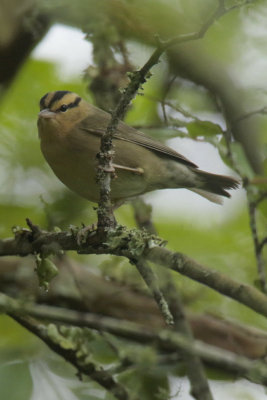 Worm eating Warbler