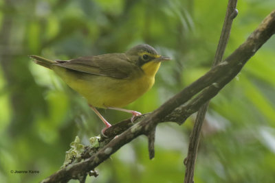 Kentucky Warbler