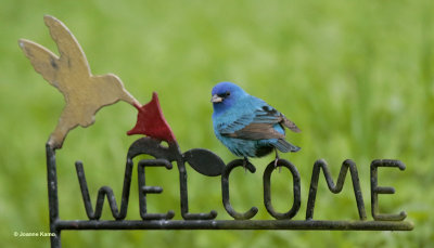 Indigo Bunting