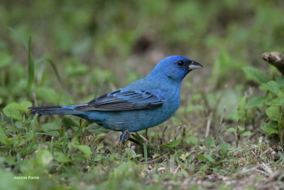 Indigo Bunting