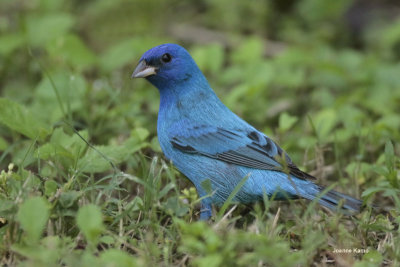 Indigo Bunting