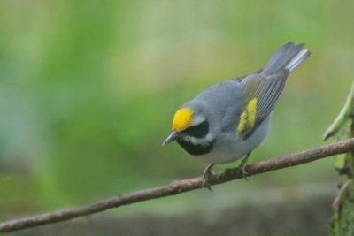 Golden-winged Warbler