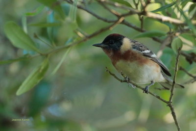 Bay-breasted Warbler