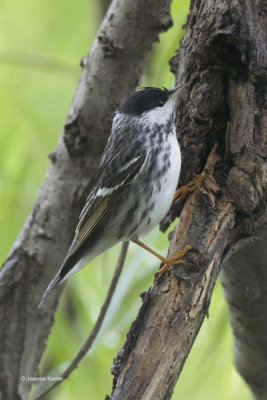 Blackpoll Warbler