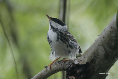 Blackpoll Warbler