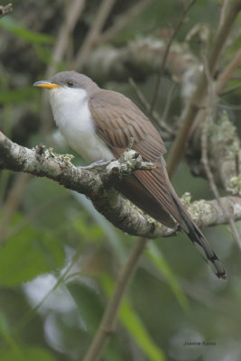Yellow-billed Cuckoo