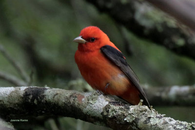 Scarlet Tanager