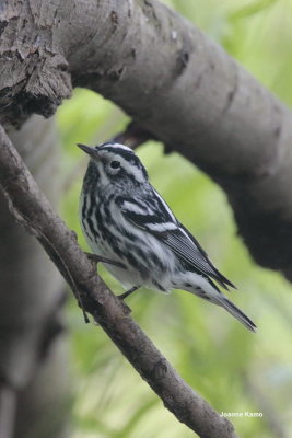 Black and white Warbler