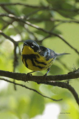 Magnolia Warbler