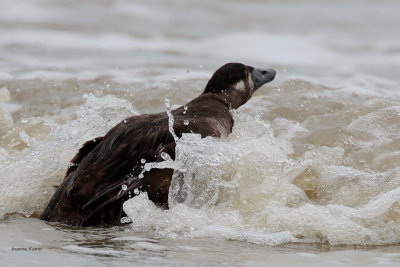 Surf Scoter