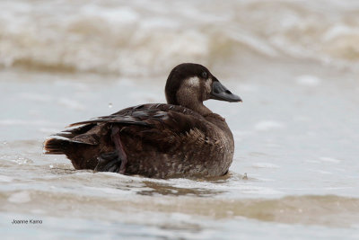 Surf Scoter