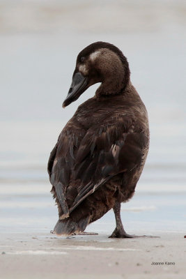 Surf Scoter