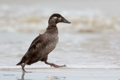 Surf Scoter