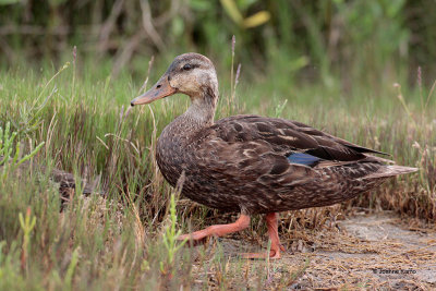 Mottled Duck