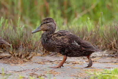 Mottled Duckling