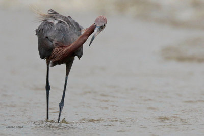 Reddish Egret